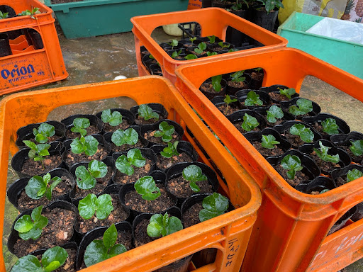 25〜30㎝程の深さの鉢に植え