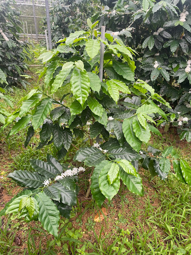 大きな鉢か地面に植え替え