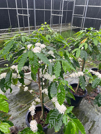 コーヒーの花