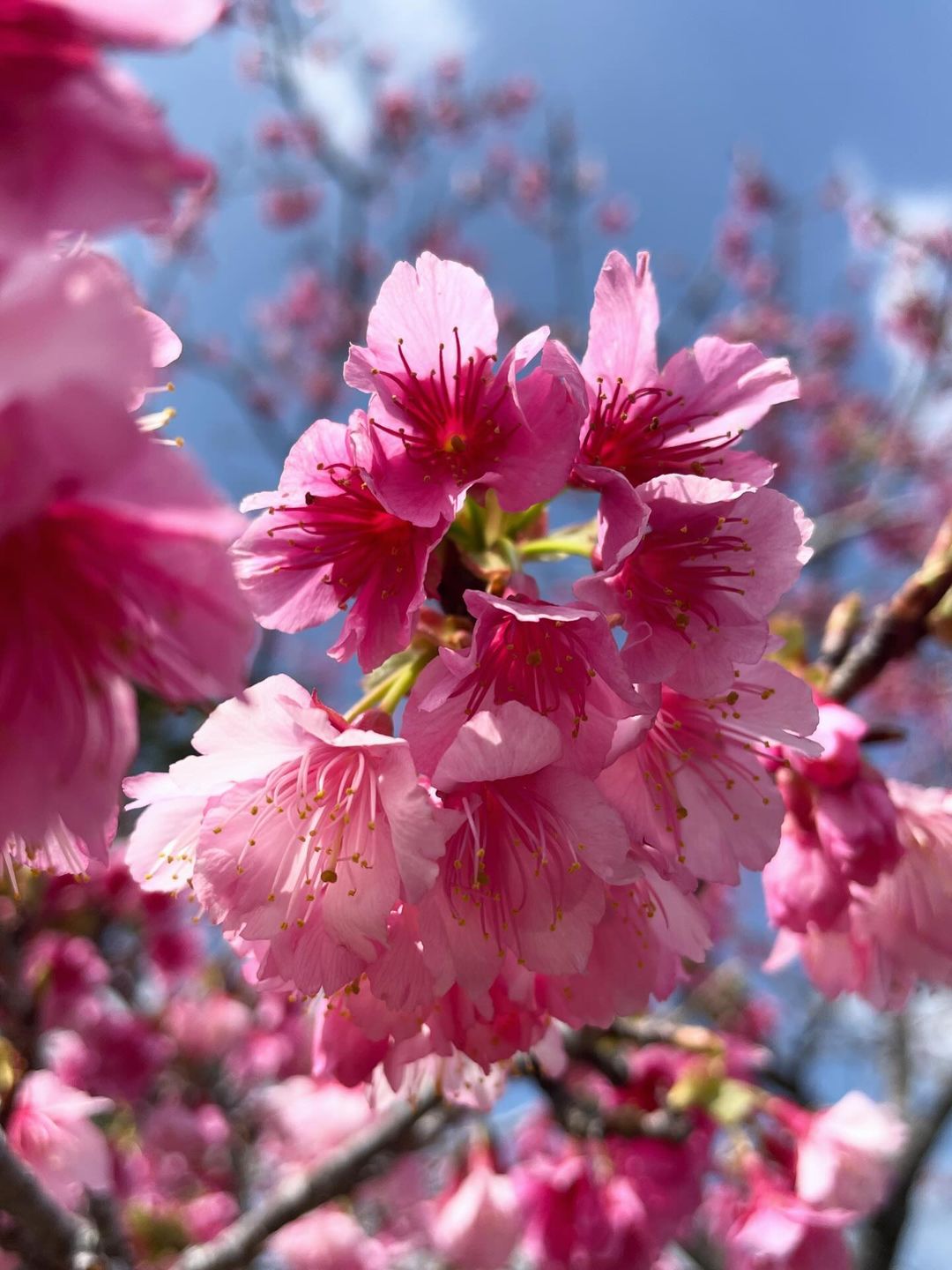 寒緋桜